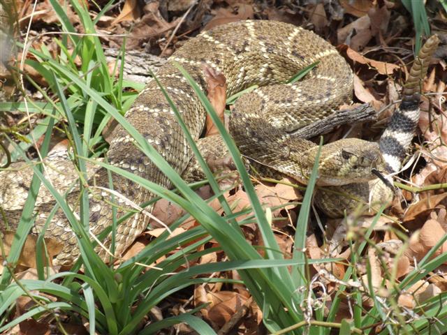 3rd snake 9 (Small).JPG [94 Kb]